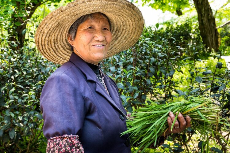 nature, people, a, lid, basket, portrait, summer, adult, older people, senior, plant, farmer, straw hat, laugh, folds, people, older people, older people, older people, older people, older people, farmer