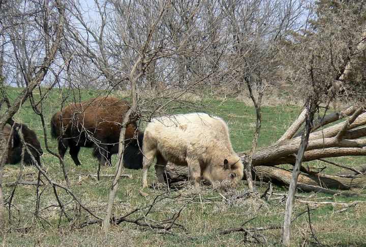 White Bison Calf (Lamar Valley)
