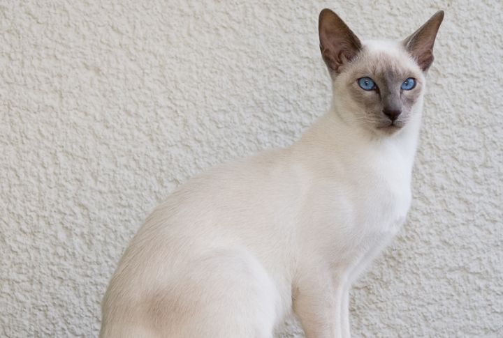 They Begin Life Completely White