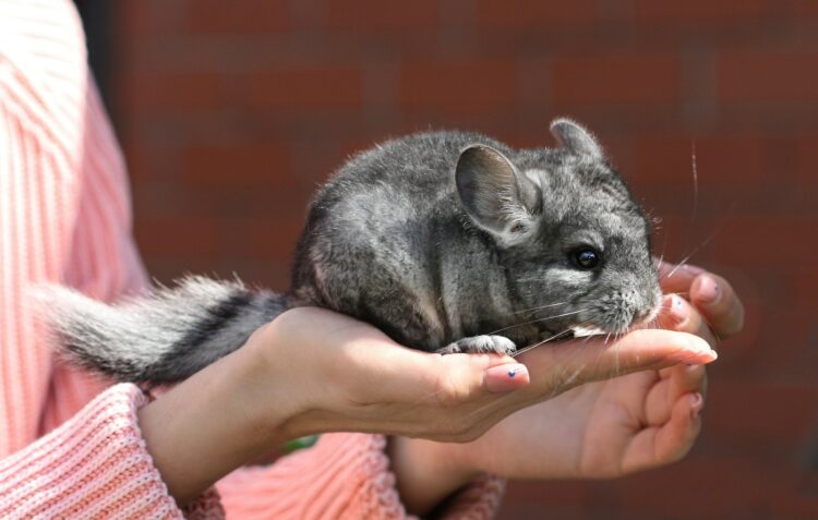 person holding gray and white rabbit
