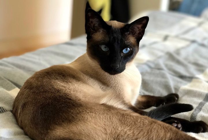 Fur Color Responds To The Environment
