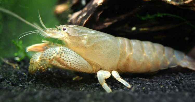 10 Top Aquarium Pets That Aren’t Fish