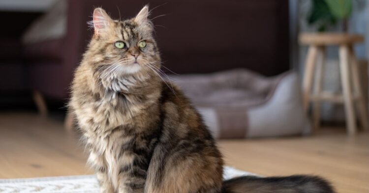 10 Things To Consider Before Bringing A Maine Coon Home
