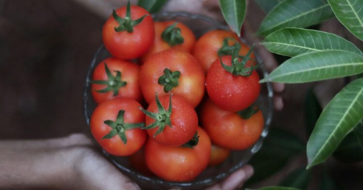 10 Mistakes That Might Be Ruining Your Tomato Harvest