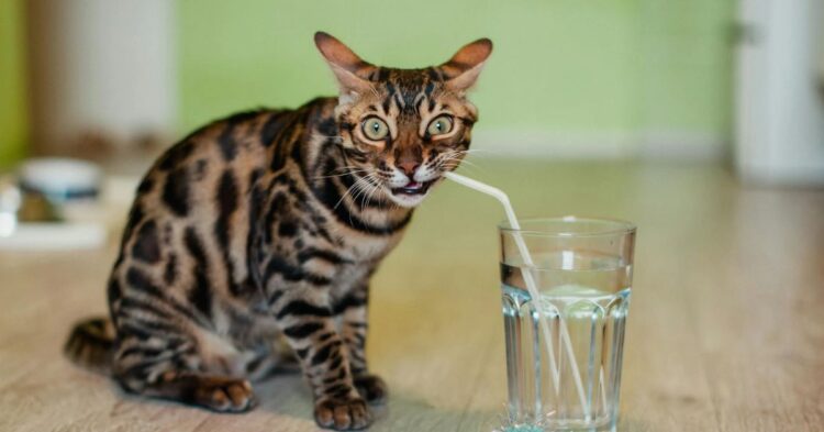 10 Hydration Practices Every Pet Owner Should Know
