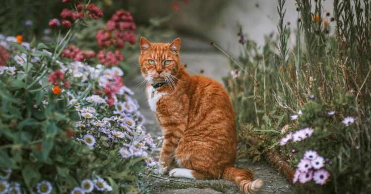 Smart Tricks That Keep Cats Out Of Your Flower Beds
