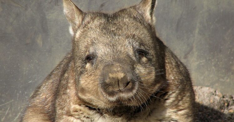 10 Things You Probably Didn't Know About Australia's Biggest Animals