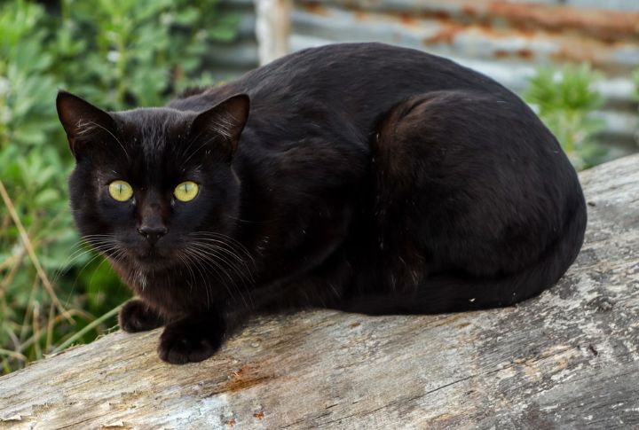 Animal Omens & Witchcraft