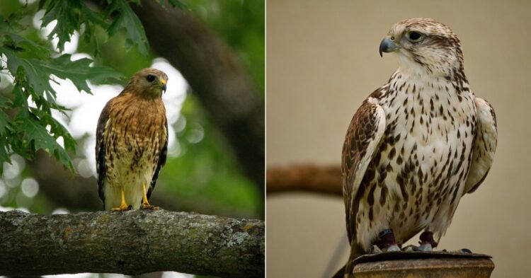 These 10 Differences Separate Falcons And Hawks In The Wild