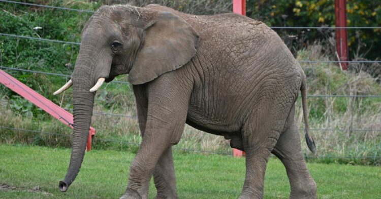 10 Insights Into The History And Future Of Elephants In North America