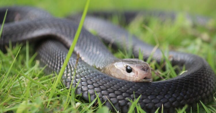 10 Things That Roll Out The Welcome Mat For Snakes