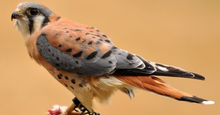 Meet The Small Predators Making A Big Impact On U.S. Ecosystems