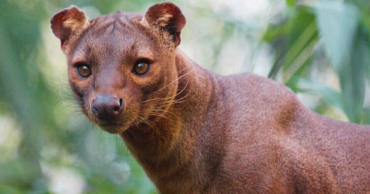 20 Strange Animals That Exist Only In These Remote Countries