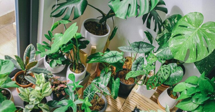 10 Clever Ways To Give Coffee Grounds A Second Life