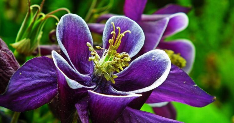 Spring Flowers So Easy To Grow You'll Think They Came With Instructions