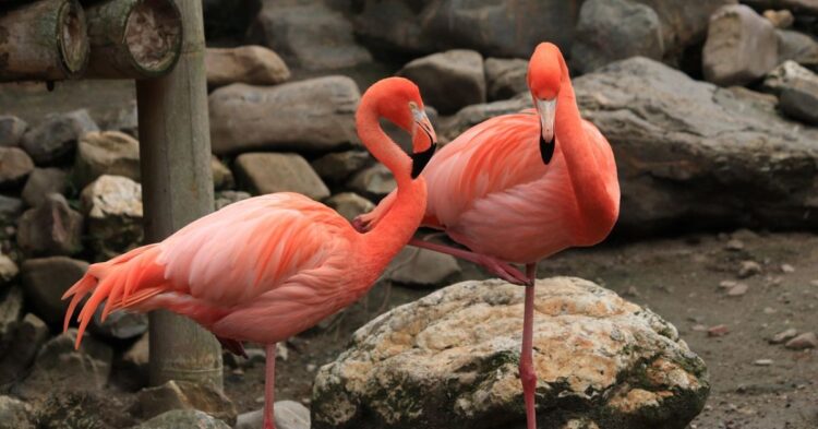 20 Lesser-Known Animal Subspecies With Unique Traits