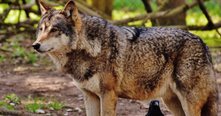 10 Predator Traits That Make Wolves Masters Of The Hunt
