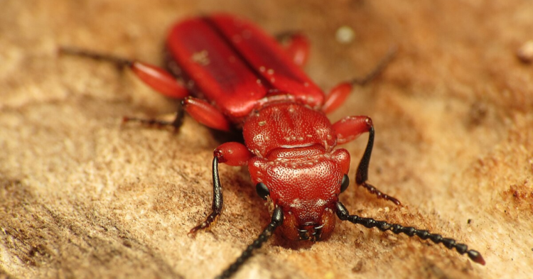 20 Animals That Turned Earthâs Worst Conditions Into Their Habitat