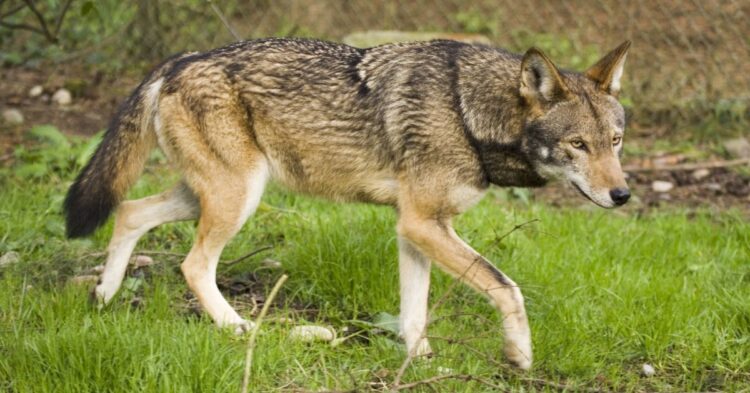 20 Creatures That Call America Their Only Home
