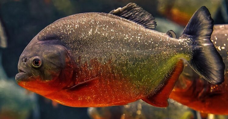 10 Facts About Piranhas That Challenge Their Fearsome Reputation