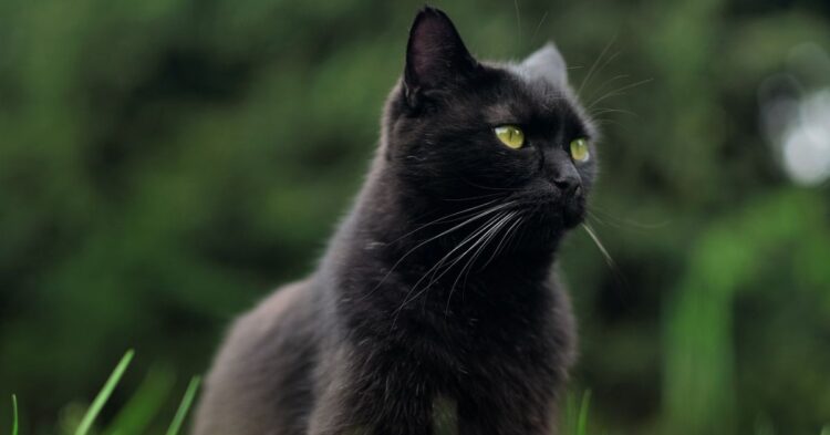 10 Incredible Qualities That Make Black Cats Stand Out
