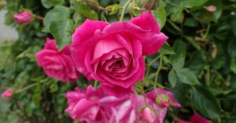20 Eye-catching Roses That Love To Climb
