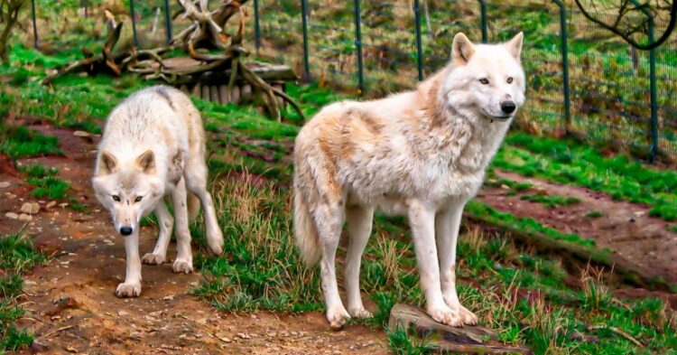 Two Of The Largest Wolf Packs The World Has Ever Known