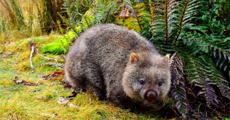 10 Mammals That Outran Extinction