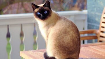 10 Things That Set Siamese Cats Apart