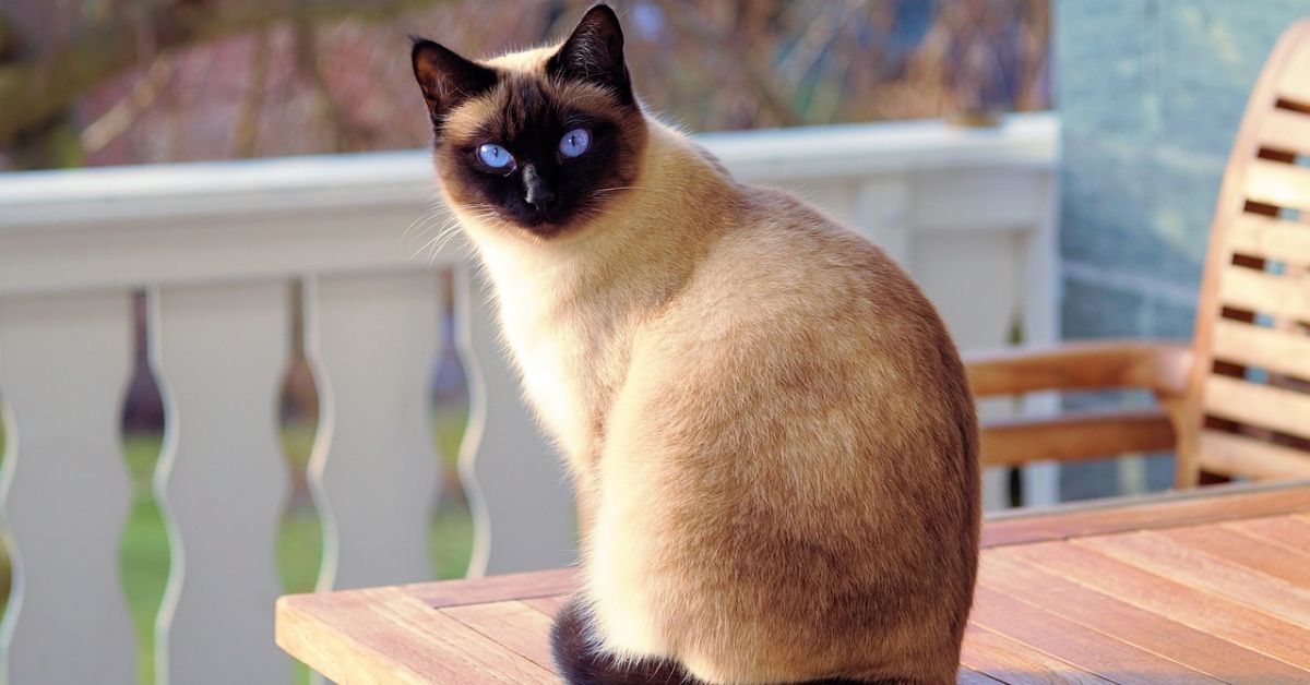 10 Things That Set Siamese Cats Apart