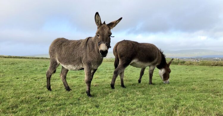 10 Qualities That Make Donkeys A Pet Worth Considering