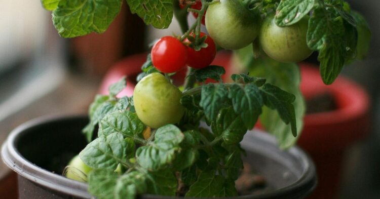 10 Low-Maintenance Vegetables To Grow In Containers