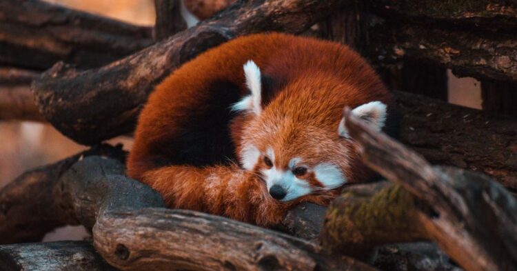 20 Most Secretive Creatures Of The U.S. Mountain Peaks