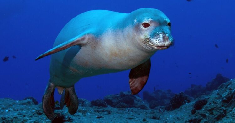 10 Creatures That Only Call America Home