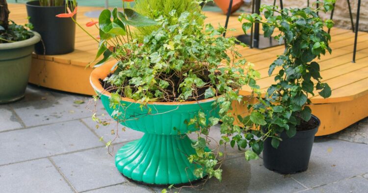 10 Smart Filler Ideas For Large Planters That Save Time And Money
