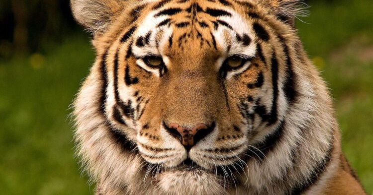 10 Surprising Details About The World's Largest Cat