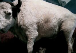 https://en.wikipedia.org/wiki/American_bison#/media/File:Big-Medicine.jpg