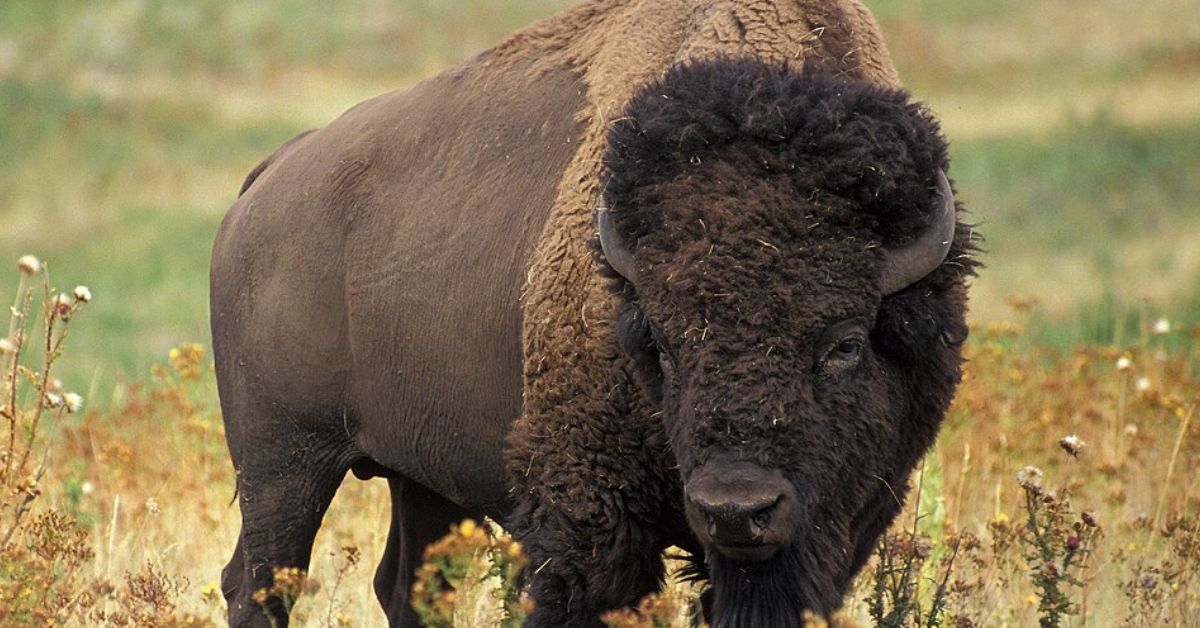 10-ways-native-american-life-was-built-around-the-buffalo-housely