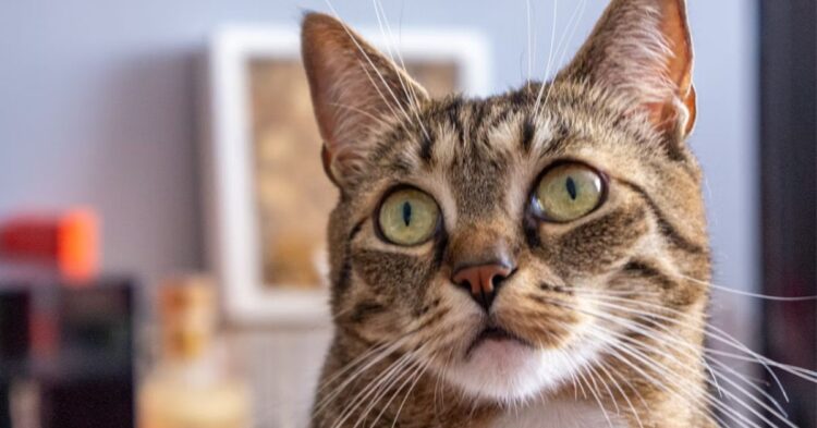10 Things That Make Indoor Living Easier for Feral Cats