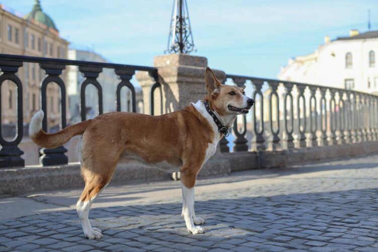 Dog stands proudly near an ornamental bridge.