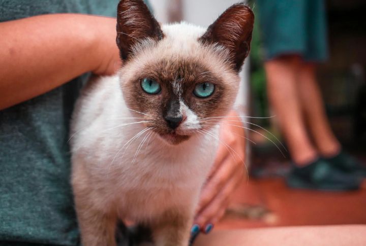 They Influence Other Popular Breeds
