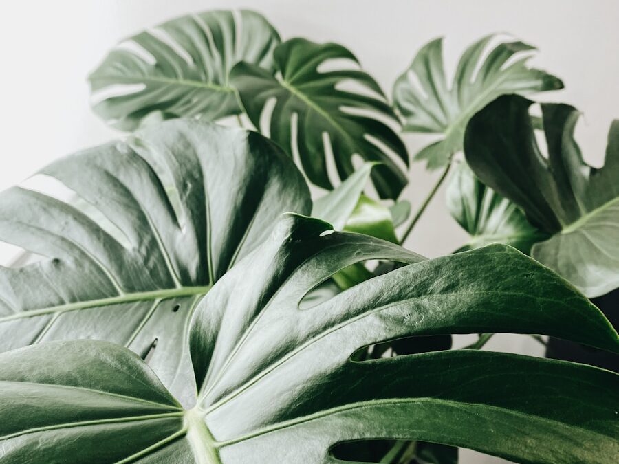 green leaves in white background