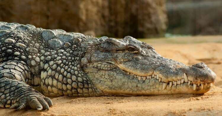 20 Animals That Would Probably Survive The End Of The World