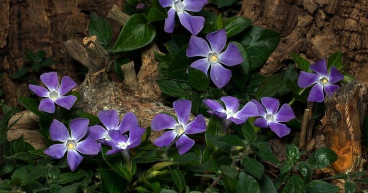 10 Easy Ground Covers That Pair Well With Flower Beds