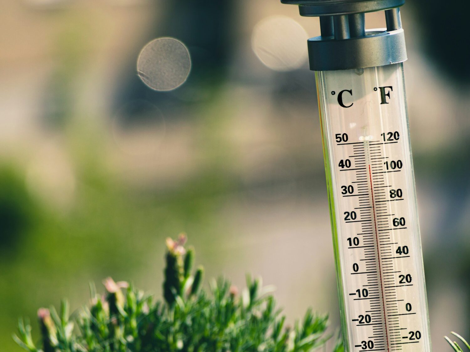 bokeh photography of thermometer on plant