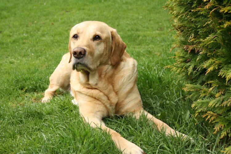 A friendly Labrador Retriever lying on green grass, enjoying the outdoors.