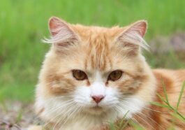 cat, feline, kitty, kitten, nature, domestic cat, pet, tabby, mammal, furry, animal, portrait, cat portrait