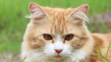 cat, feline, kitty, kitten, nature, domestic cat, pet, tabby, mammal, furry, animal, portrait, cat portrait