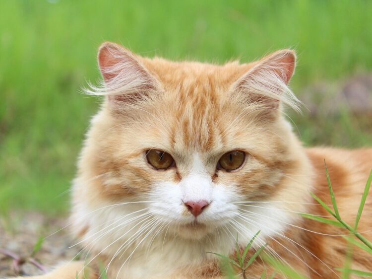 cat, feline, kitty, kitten, nature, domestic cat, pet, tabby, mammal, furry, animal, portrait, cat portrait