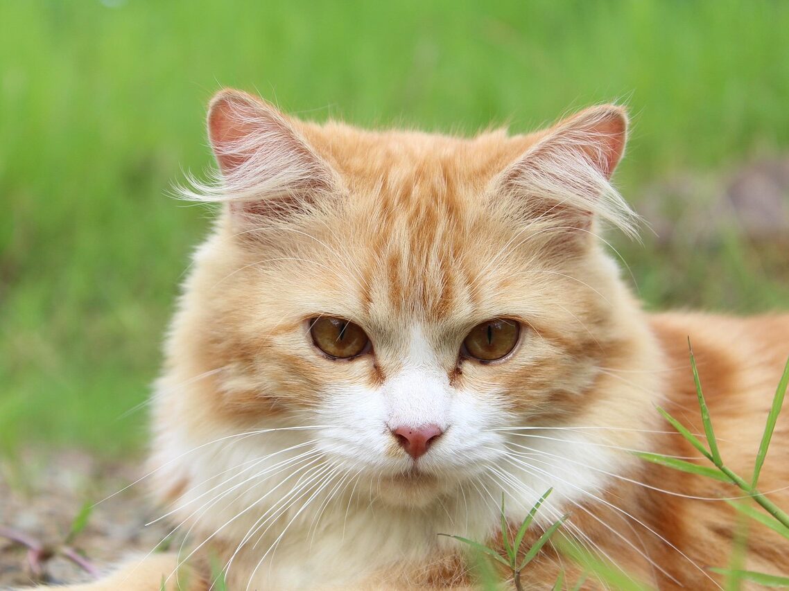 cat, feline, kitty, kitten, nature, domestic cat, pet, tabby, mammal, furry, animal, portrait, cat portrait